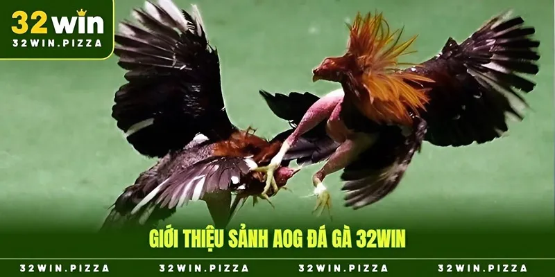 Giới thiệu sảnh AOG đá gà 32win
