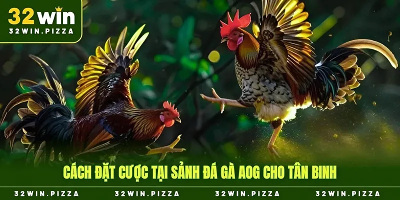 Đặt cược đơn giản tại sảnh AOG đá gà