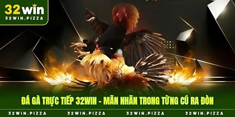 Tham gia đá gà trực tiếp tại nhà cái 32win cực kỳ mãn nhãn