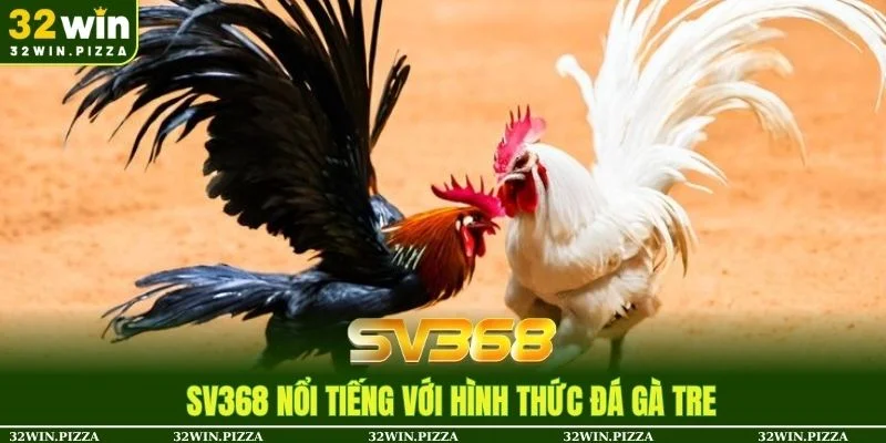 Đá gà tre SV368 kịch tính trong từng khoảnh khắc